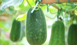 阳江网红吃瓜事件真相,揭秘背后真相与网络舆论的反思